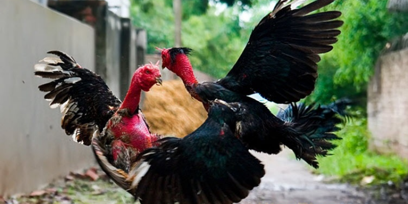 Giống Gà Đá Hay Nhất Và Cách Nhận Biết Chiến Kê 4 Giống gà đá hay nhất trong nước