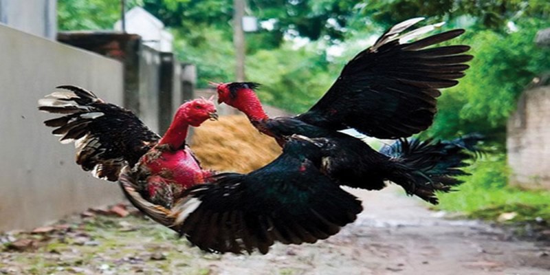 Bật Mí Bí Quyết Chơi Đá Gà Jun88 Hiệu Quả Nhất 5 jun88.show