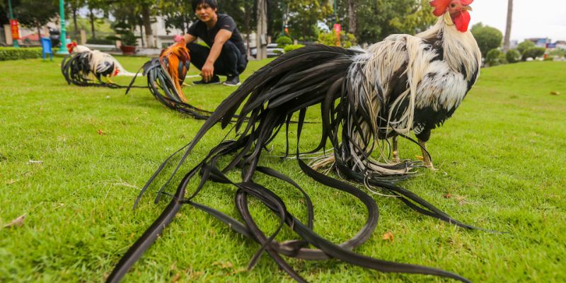 Cách Nuôi Gà Đuôi Dài Đúng Kỹ Thuật Và Một Số Lưu Ý 4 cách nuôi gà đuôi dài