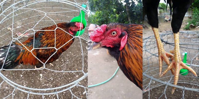 Gà Chọi Hắc Hổ Thới: Những Lưu Ý Không Nên Bỏ Qua 6 Gà Chọi Hắc Hổ Thới