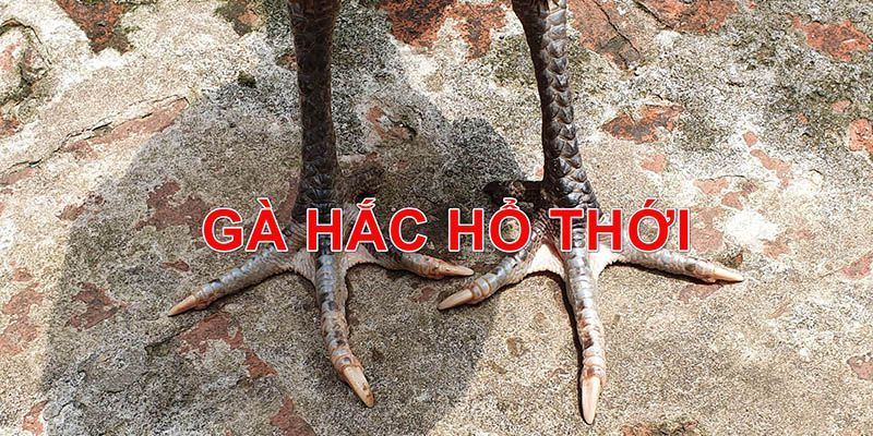 Gà Chọi Hắc Hổ Thới: Những Lưu Ý Không Nên Bỏ Qua 4 Gà Chọi Hắc Hổ Thới