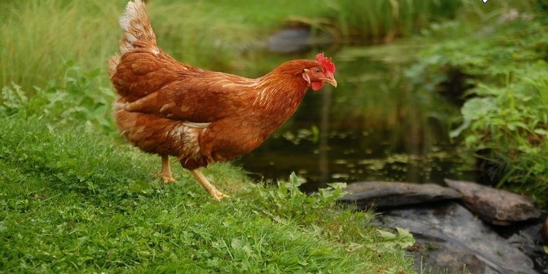 Gà Rốt Đỏ: Giới Thiệu Gà Rhode Đỏ Và Cách Nuôi Hiệu Quả 5 Gà Rốt Đỏ