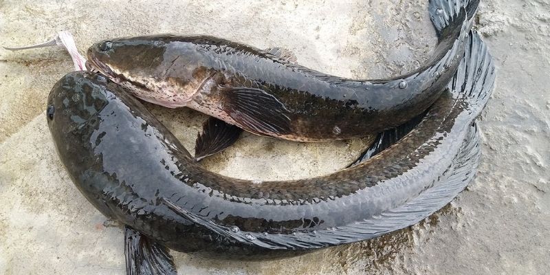Giấc mơ thấy cá lóc và các con số tương ứng - Jun88 4 mo thay ca loc 1