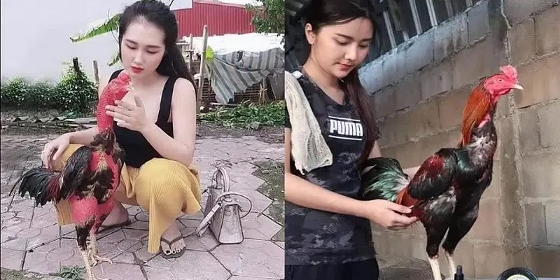 Thuốc Nhỏ Gà Đá Cựa Sắt Tốt Nhất Dành Cho Các Chiến Kê 6 Thuốc nhỏ gà đá cựa sắt