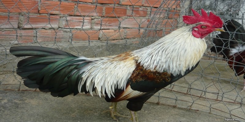 Những Trang Trại Gà Tre Ở Đồng Nai Uy Tín Nhất Hiện Nay 6 Trại gà Tre ở Đồng Nai