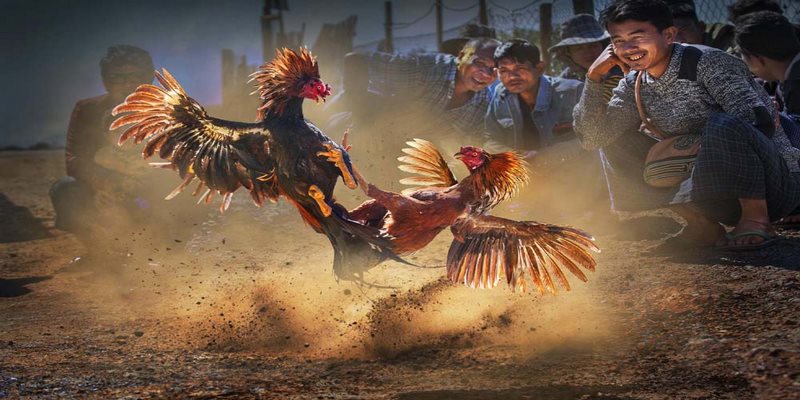 Tỷ Lệ Đá Gà Trực Tiếp: Luật Đá Gà Online Chi Tiết Nhất 2022 4 Tỷ lệ đá gà trực tiếp
